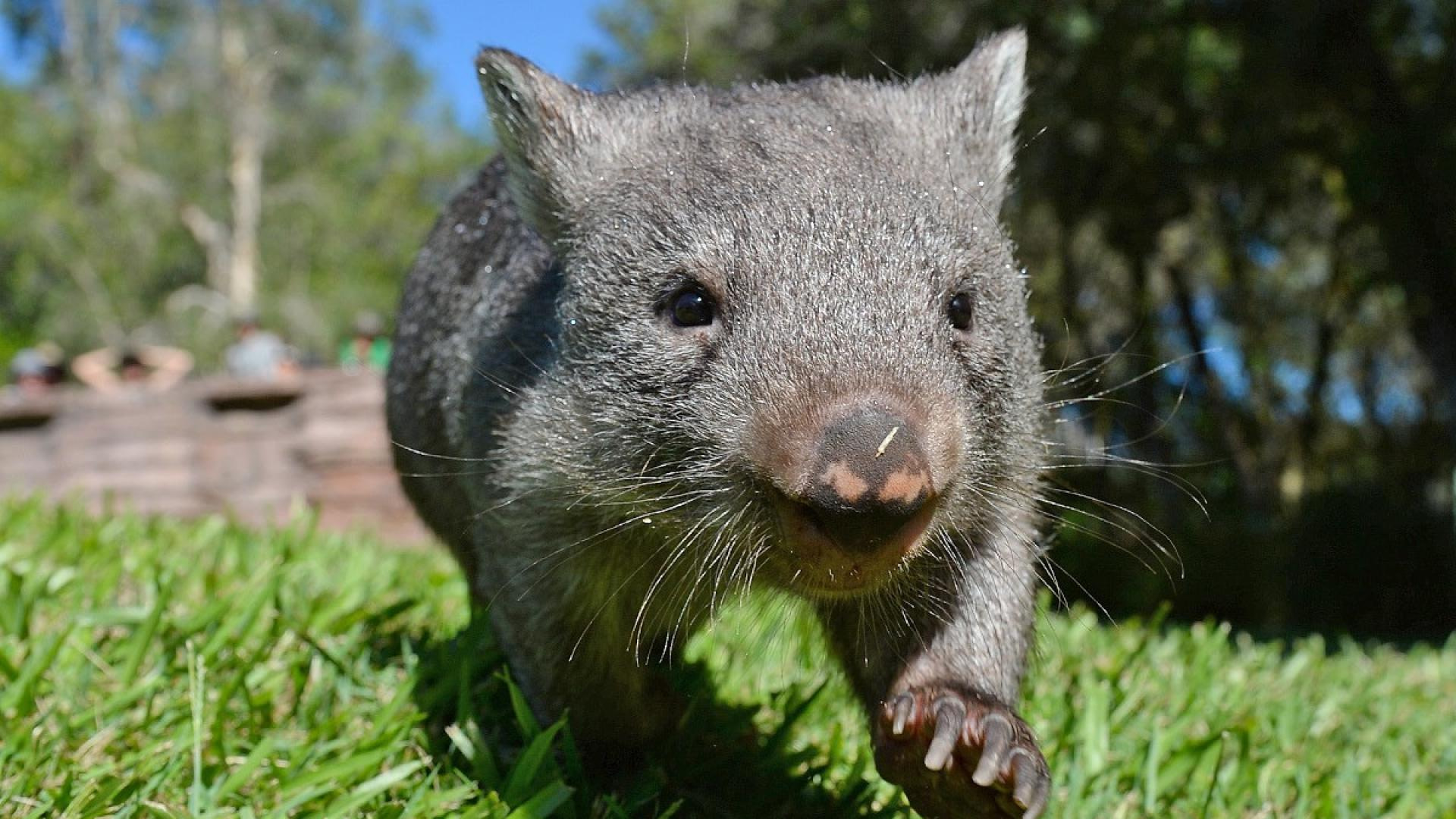 Incoterms and Wombats | ATO Shipping